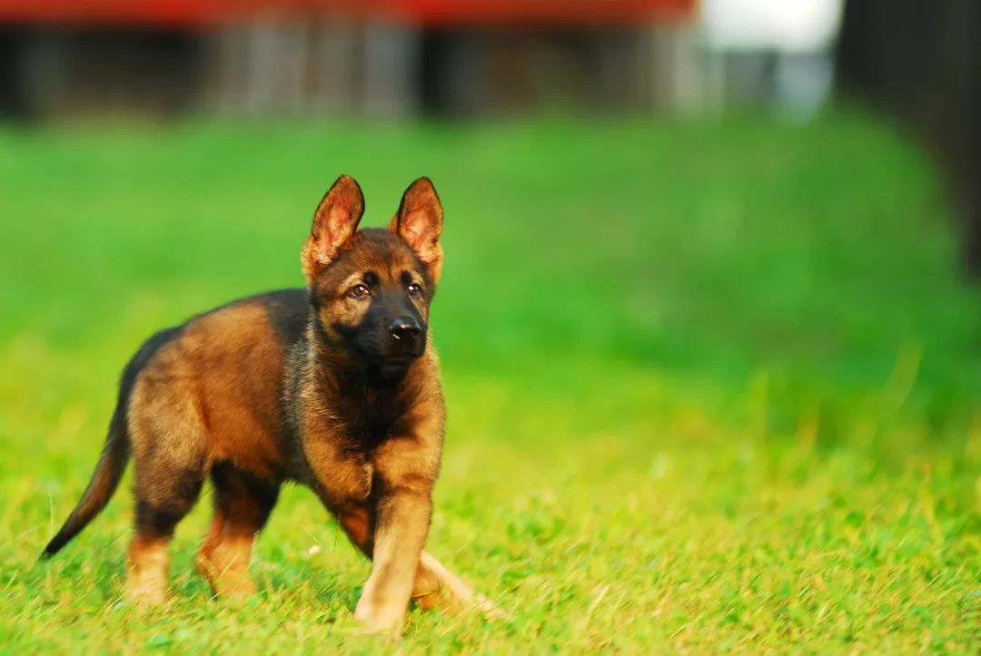 世界排名第一的德国牧羊犬,德国牧羊犬十大排名犬种