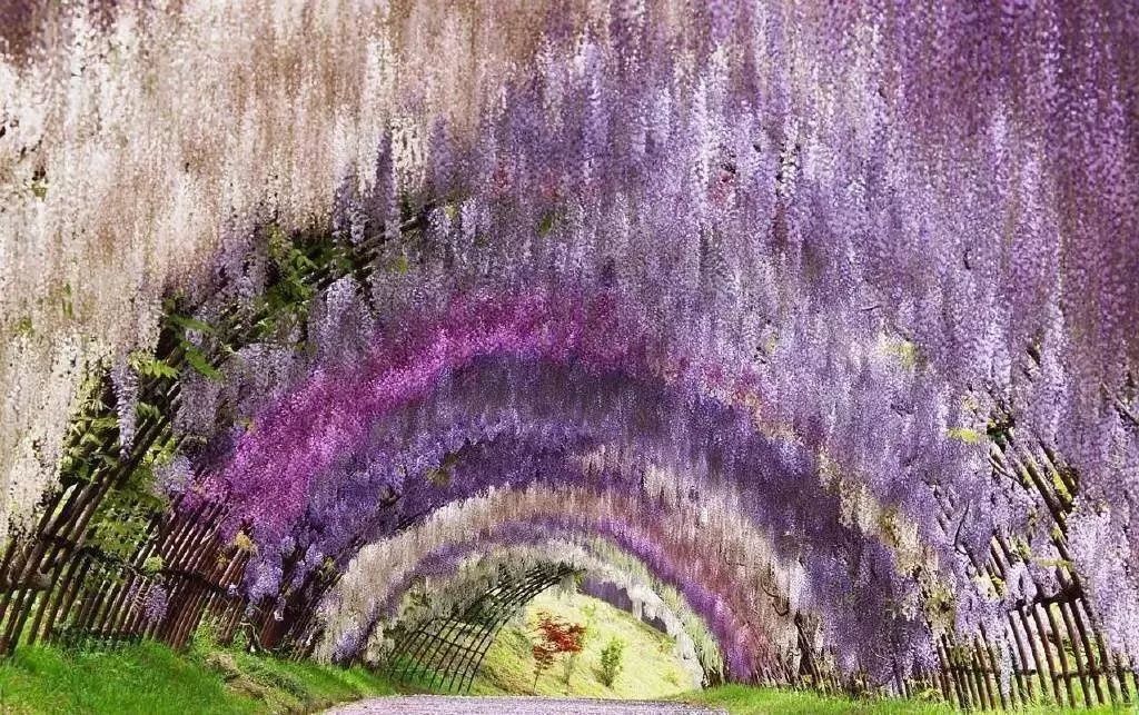 刷屏的紫藤花风铃节是假的！最近的微信谣言你转过没？