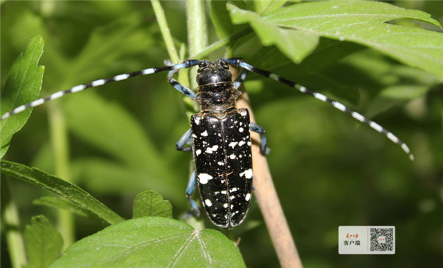天牛幼虫玩“地道战”,武汉这些园林师傅组成的“捉虫特攻队”出动了