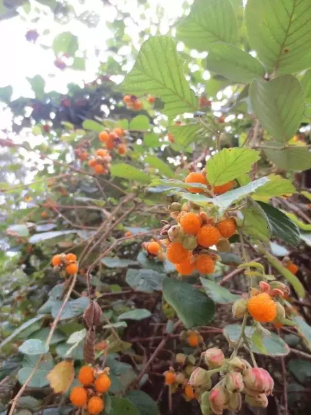 黄泡熟了，我在龙陵等你一起克摘黄泡！