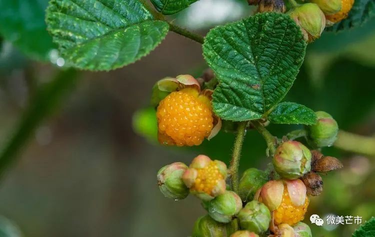 踏青赏花好时节与你共赴大自然,赏春踏青好时节