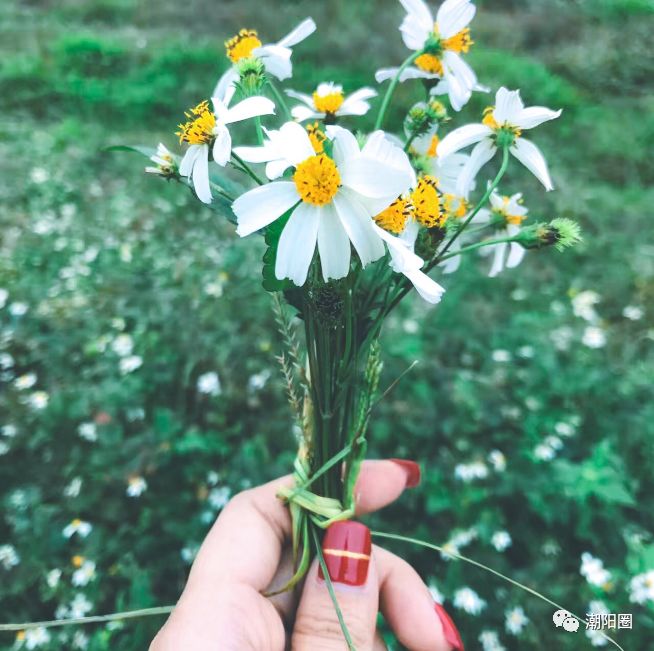 潮阳人上山扫墓讨厌碰到它，可没想到它还有这么多用处...