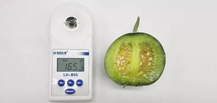 【周六午】春季抢先吃，烟台绿宝甜瓜，香脆多汁、清甜爽口，带皮啃更过瘾！