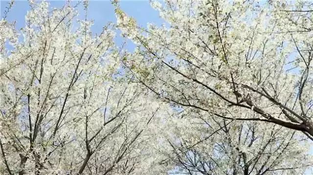 最美人间四月天去哪里旅游,最美人间四月天正是出游好时节