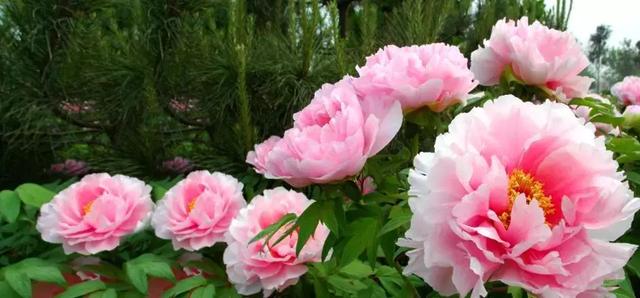 2024年洛阳清明假期游客接待量,洛阳清明假期三天地铁客流量