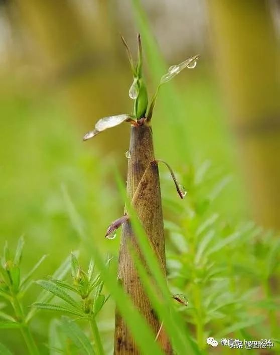 竹笋味道特别好口感还特别的脆嫩,竹笋最嫩的地方