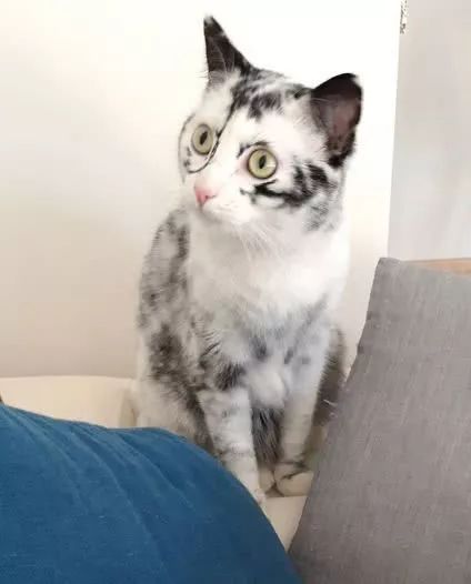 猫咪10种常见病图片,猫咪得了怪病咳嗽不止