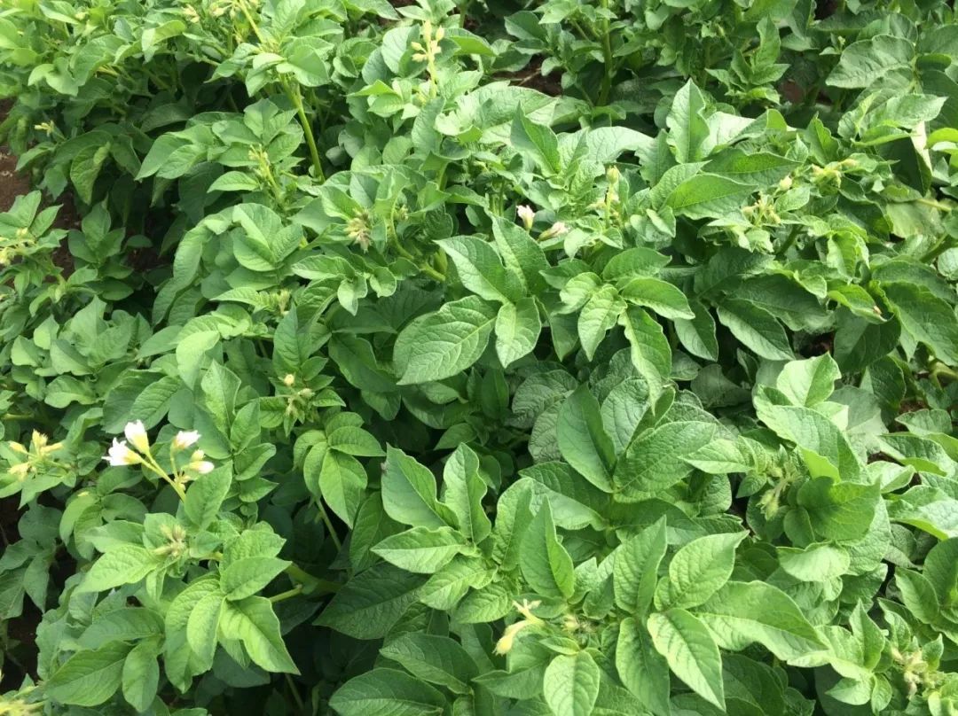 达科宁杀菌剂,达科宁百菌清杀菌剂