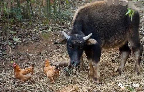 母牛流产常见的7种原因,怀孕母牛多久最容易流产