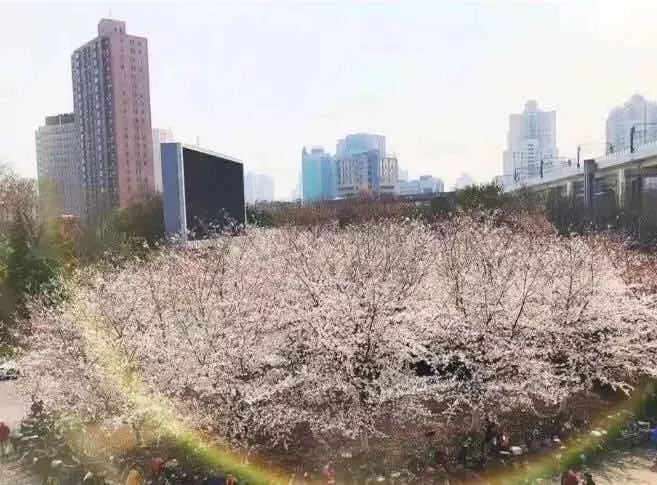 都挺好坐公交车,上海地铁7号线美景