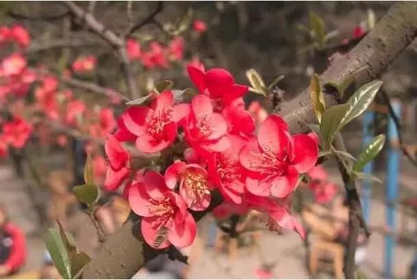 都挺好坐公交车,上海地铁7号线美景