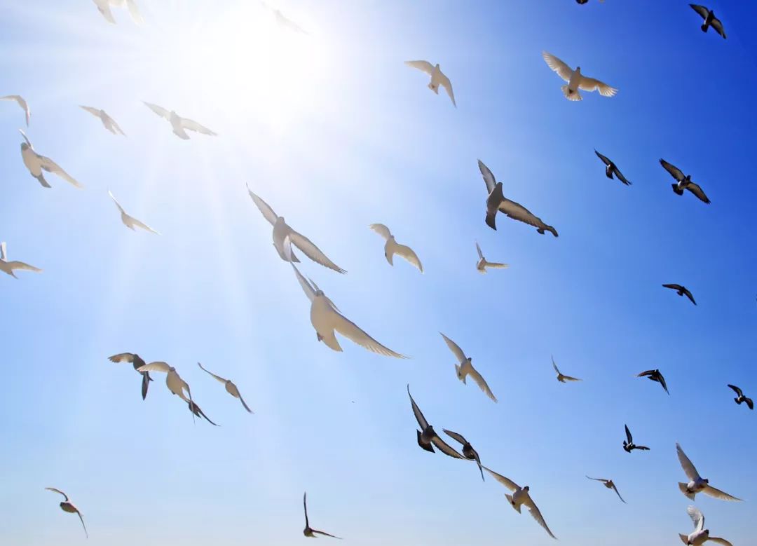 不可不听的音乐,不可不听的歌