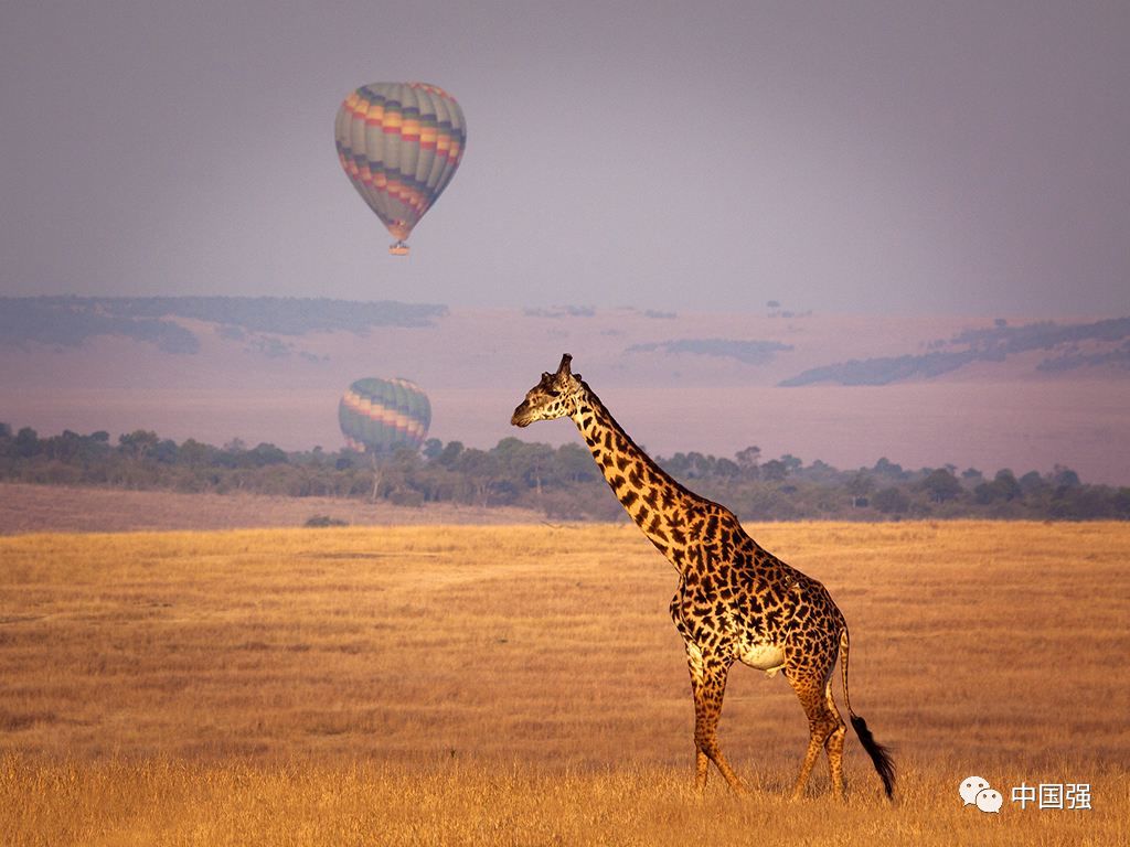 探索非洲动物世界|非洲—坦桑尼亚
