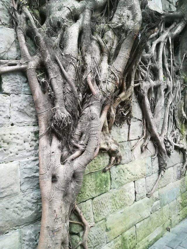 长江三峡重庆游七天六晚,重庆慢节奏旅游攻略