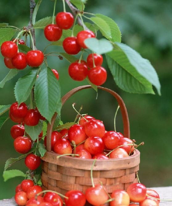 视频|一斤50元！成都樱桃初上市，你实现“樱桃自由”了吗？