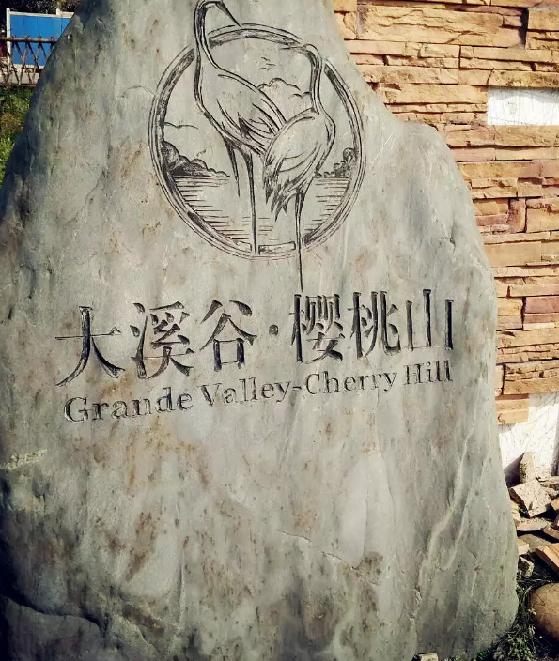 视频|一斤50元！成都樱桃初上市，你实现“樱桃自由”了吗？