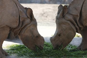去处｜你真的知道怎么玩转上海野生动物园吗？最全指南在这里！