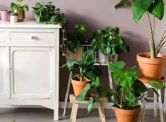 过期药片可以直接放在花盆里吗,过期药片放在花盆里怎么办