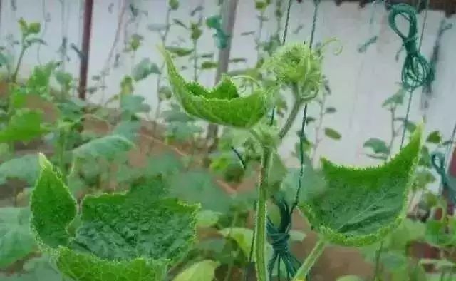 真菌细菌病毒辨别小技巧,快速识别病毒和细菌方法