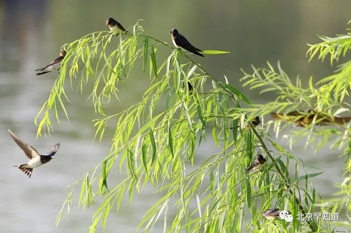 北京过敏鼻炎,北京治疗过敏鼻炎的医院