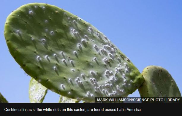 BBC又来惊爆：你抹口红，就是在亲吻上万只昆虫尸体？美丽背后这么血腥…