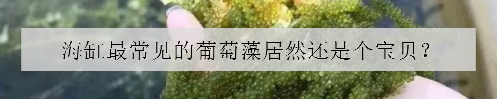 海缸停电5小时会怎样,海缸遇到停电怎么办