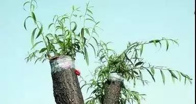 为了替你出气，我们给讨厌的杨柳絮来个“以暴制暴”