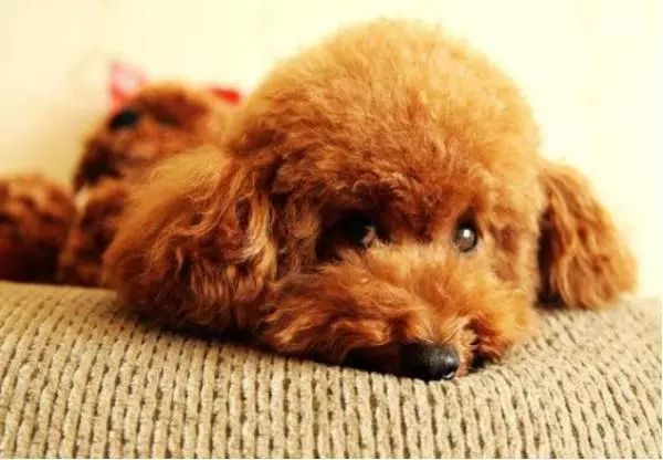 狗狗关于疾病的小知识,狗狗骨骼知识