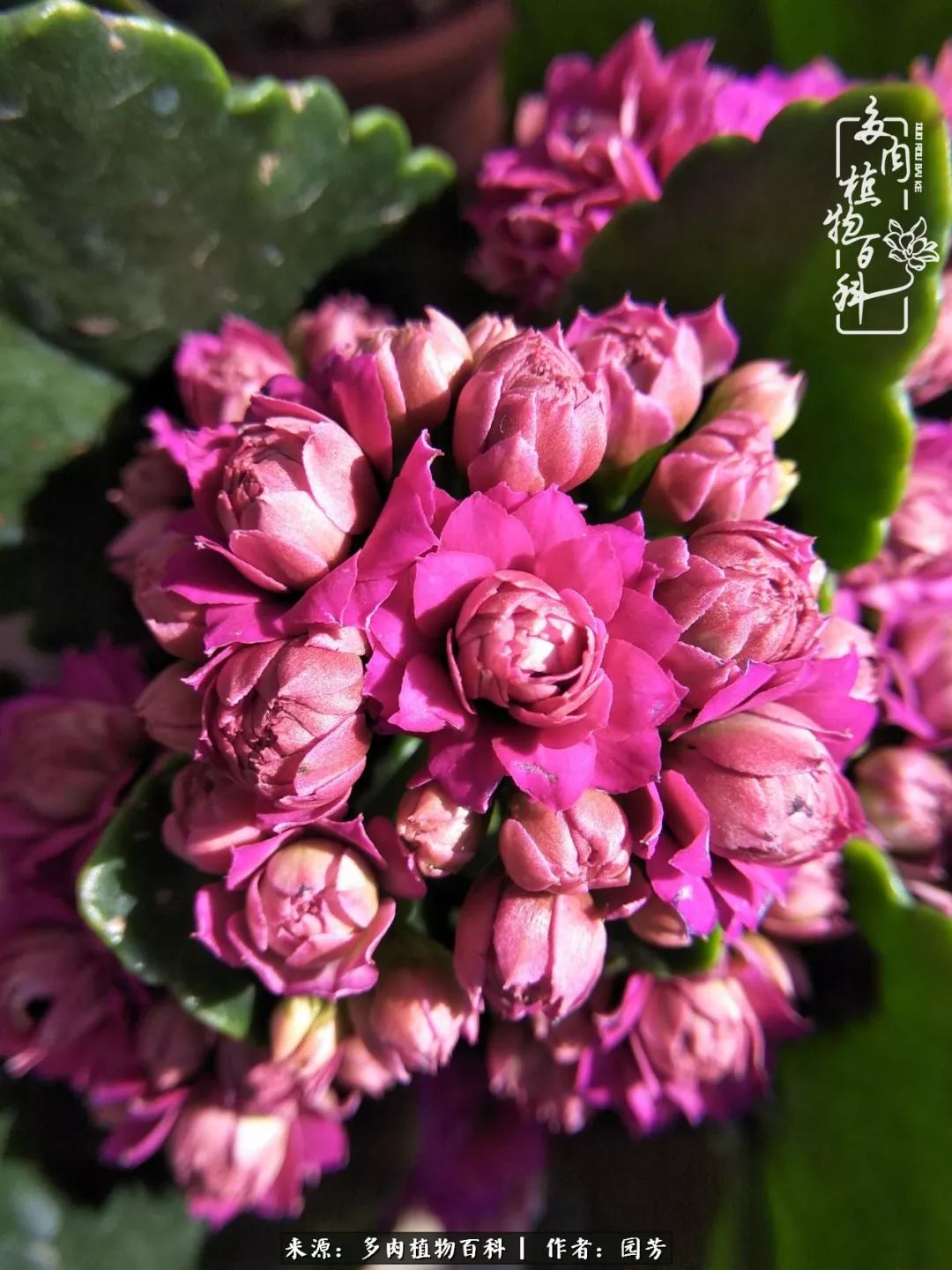 多肉开花最好看最好养前十名,多肉哪个品种开花最好看