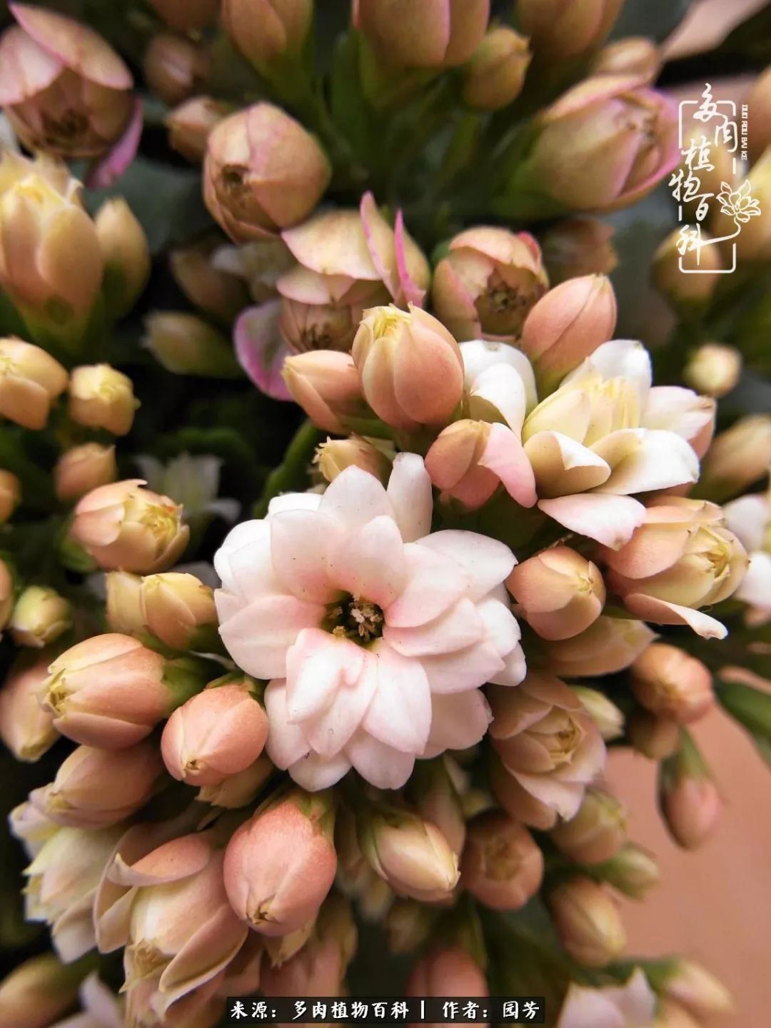 多肉开花最好看最好养前十名,多肉哪个品种开花最好看