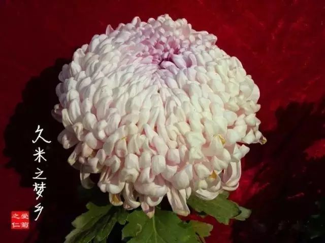 80种最美菊花高清图片,最具欣赏价值的菊花