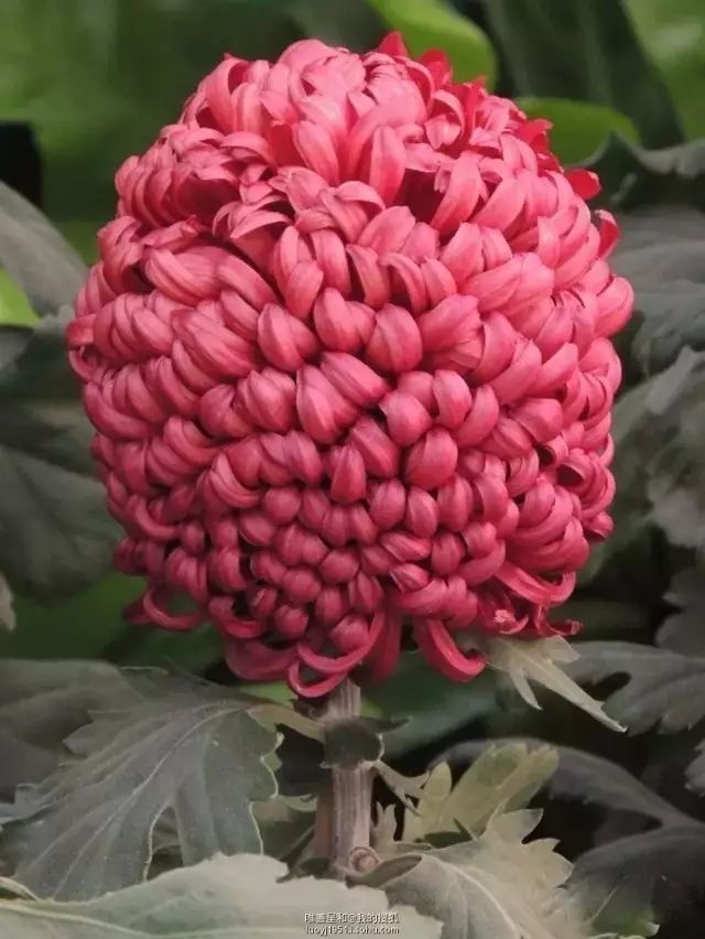 80种最美菊花高清图片,最具欣赏价值的菊花