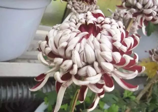 80种最美菊花高清图片,最具欣赏价值的菊花