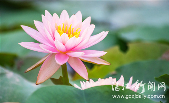 夏日荷塘接天莲叶无穷碧,接天莲叶无穷碧荷塘美景