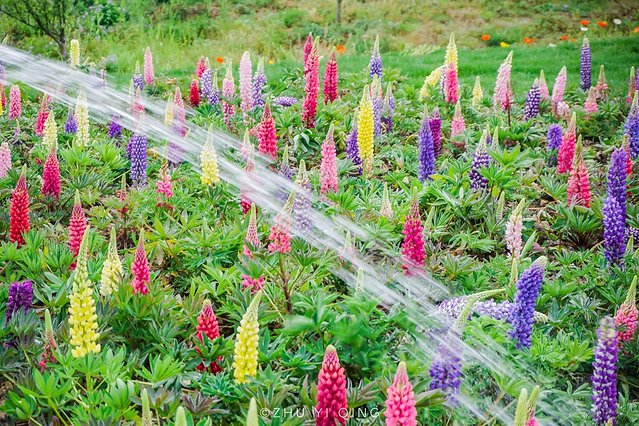 无锡赏花一日游,无锡春日樱花旅游攻略