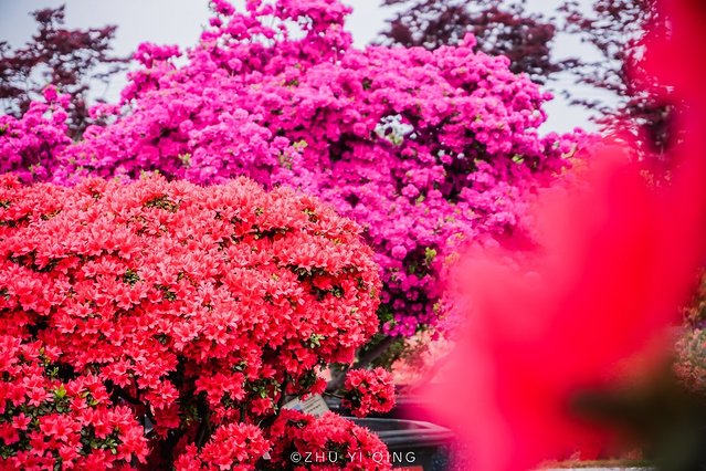 无锡赏花一日游,无锡春日樱花旅游攻略