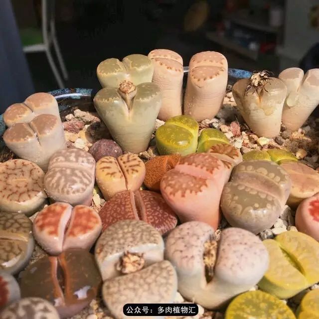 听说这段时间,肉友都在疯狂手撕屁屁?别了吧,再撕屁屁就烂了!