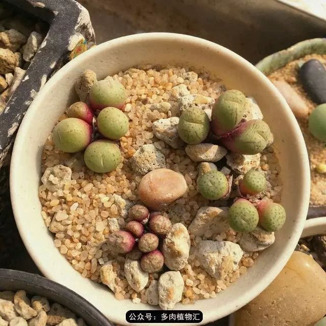 听说这段时间，肉友都在疯狂手撕屁屁？别了吧，再撕屁屁就烂了！