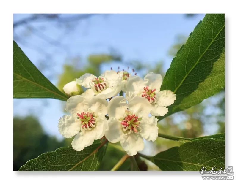 云南昆明花之都鲜花,昆明鲜花之都