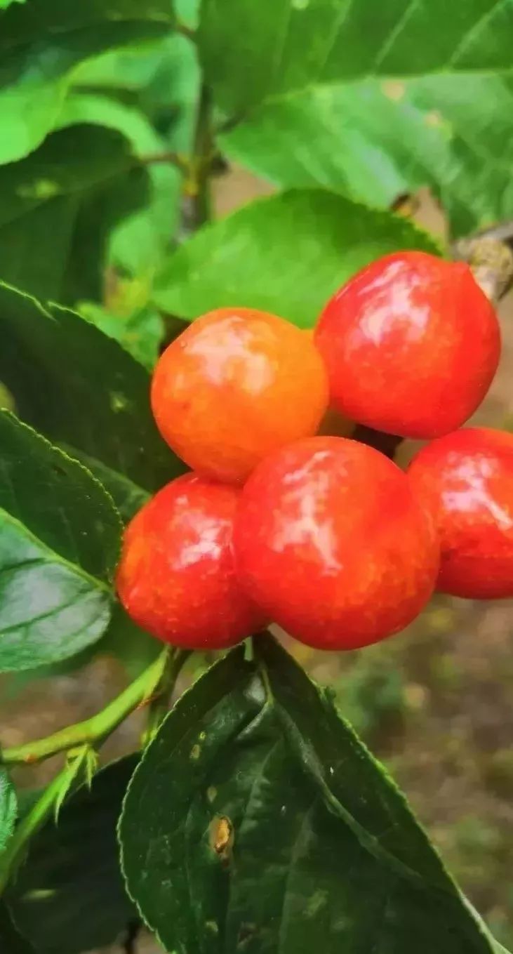 石屏杨梅樱桃采摘方法,石屏杨梅上市了欢迎大家来品尝