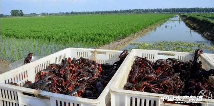 养殖小龙虾投资与利润,稻田养殖小龙虾亩利润
