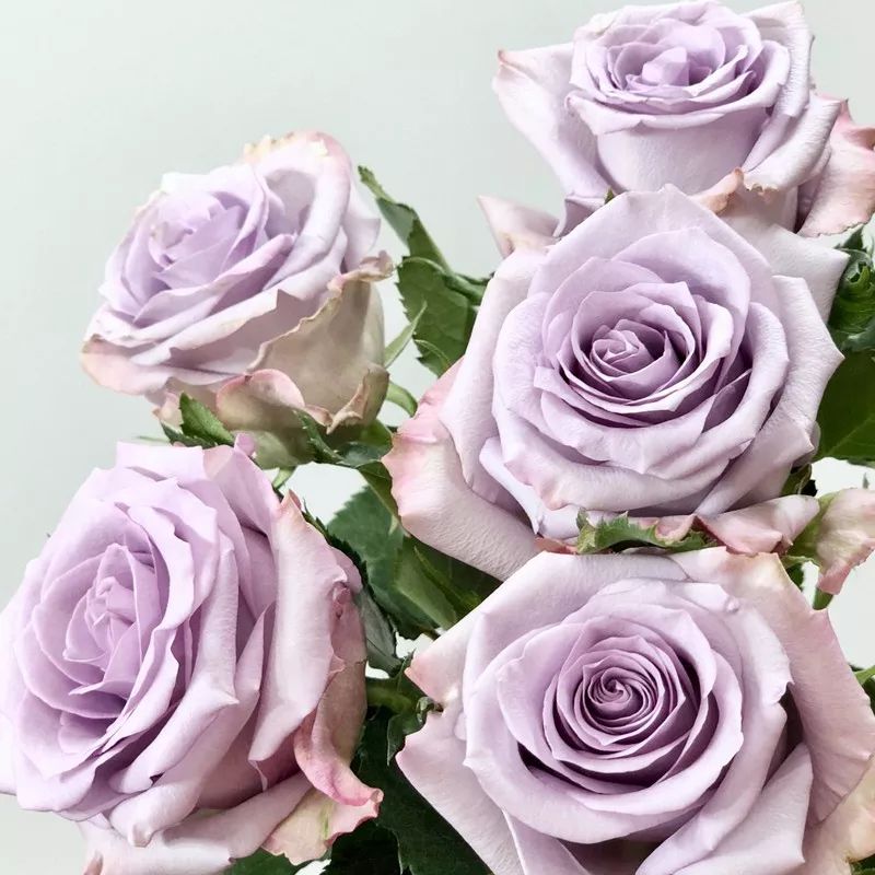 月季美植袋大苗,安徽品种月季袋苗大量供应