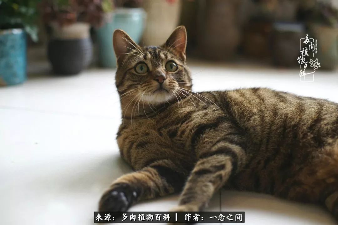 天敌Or天使：多肉与萌宠共处一室，究竟是谁的幸与不幸?