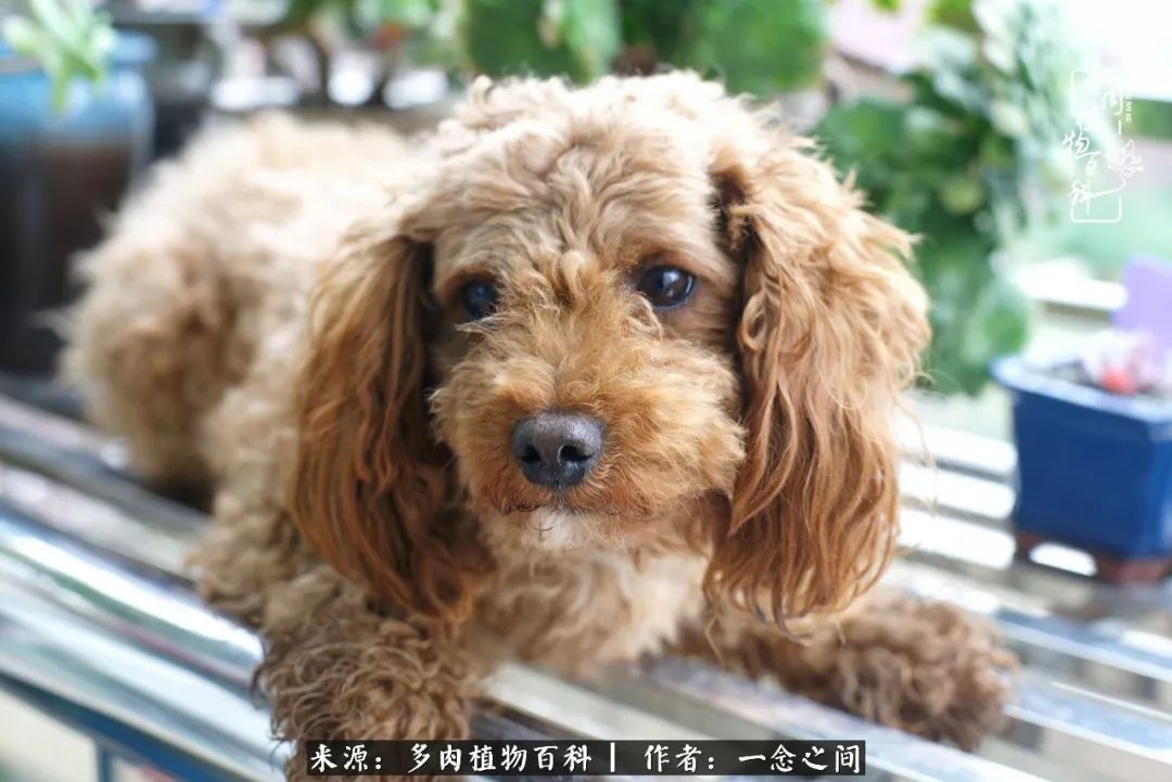 天敌Or天使：多肉与萌宠共处一室，究竟是谁的幸与不幸?