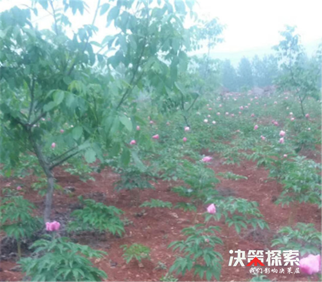 内乡县岞曲镇返乡创业青年李明雅誓将石漠荒山变花园