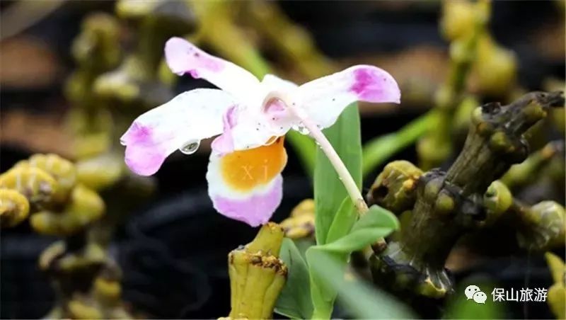 石斛花开等你来,石斛花开惊艳了时光