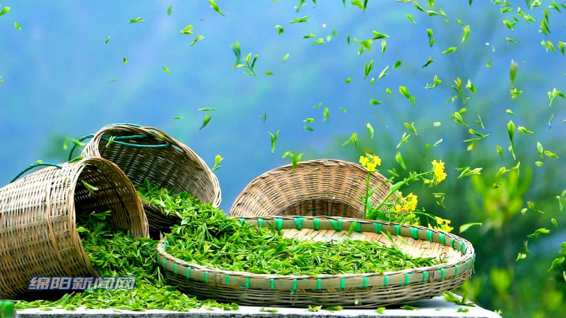 云城安塘清明茶飘香茶农采茶忙,天宝乡谷雨茶飘香茶农采摘忙