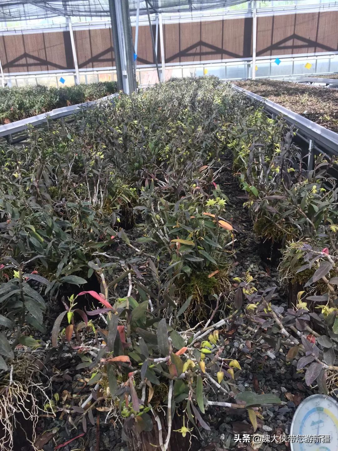 游达坂城视频大全,达坂城古城游览