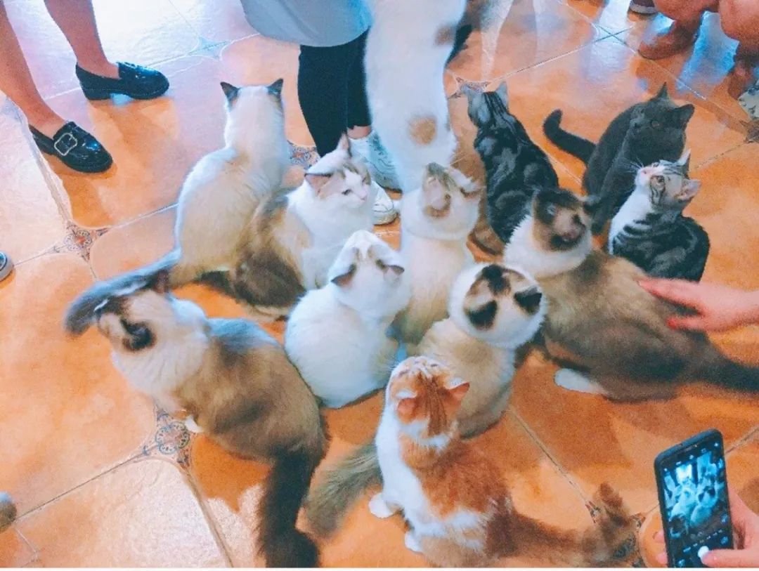 来成都享受美景美食，顺便挼（ruá）个猫可好？