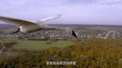 100个早教资源合集,儿童早教外教动画推荐